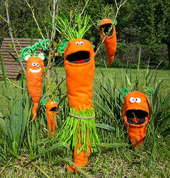 Ohrrüben im Garten